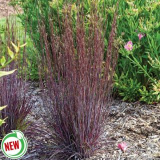 Cinnamon Sticks Grass Thumbnail